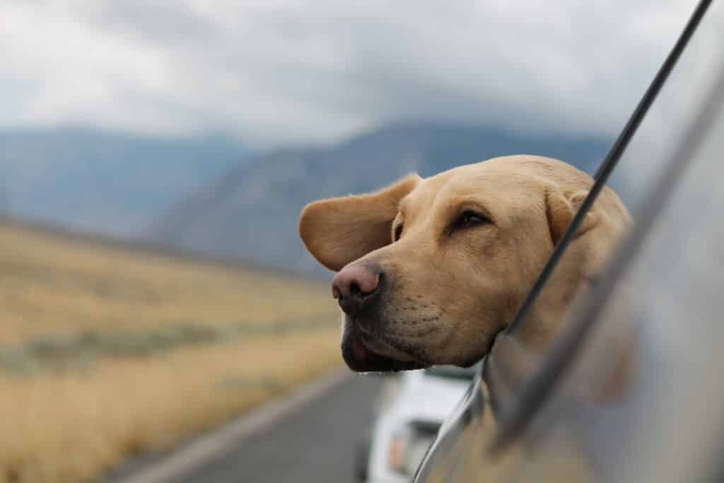 Viaje deixando seu Pet seguro: veja essas dicas - Onde deixar seu pet enquanto viaja