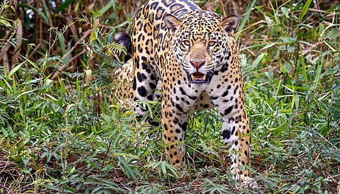 Leia mais sobre o artigo 3 passeios inesquecíveis no Pantanal: Qual o seu preferido?