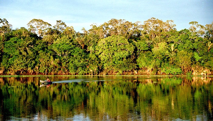 Hotéis no Amazonas que todo viajante precisa conhecer - Imagem da floresta Amazônica