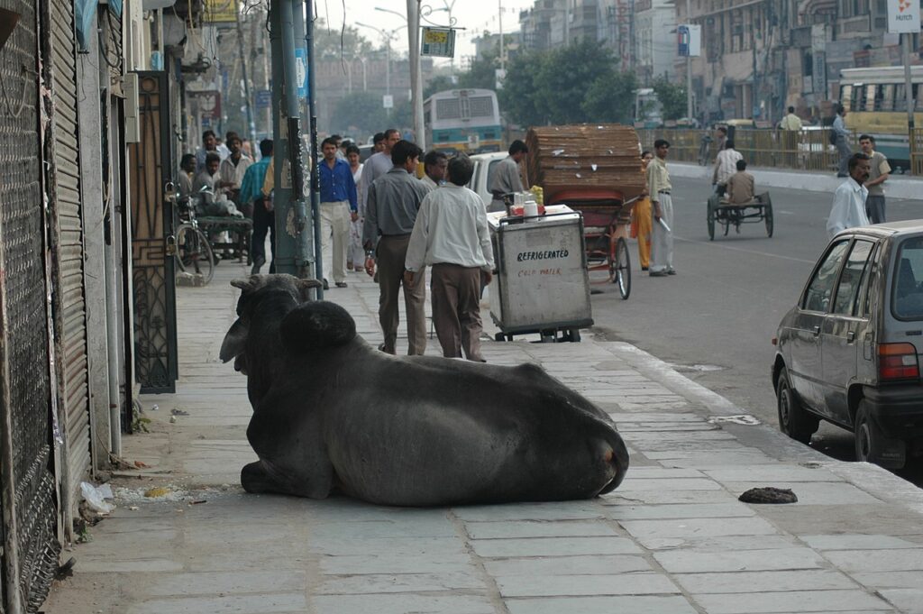 Três curiosidades interessantes sobre a Índia! -Animal sagrado, Nova-Deli, Índia.