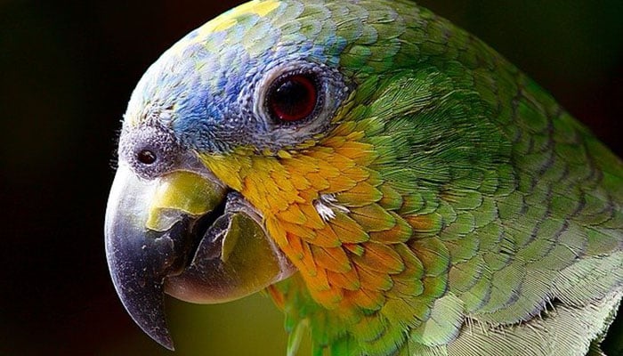 Melhor época para visitar a Amazônia! Veja como aproveitar cada estação - Papagaio típico do Amazonas