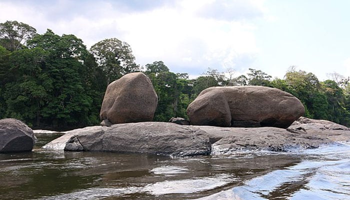 Curiosidades sobre o Amapá que encantam qualquer viajante - Floresta Nacional do Amapá