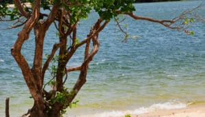 Read more about the article 3 praias maravilhosas no Pará que são o sonho de qualquer amante de viagem